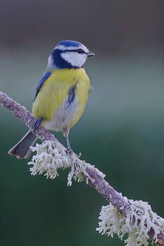 Cyanistes caeruleus / Mésange bleue