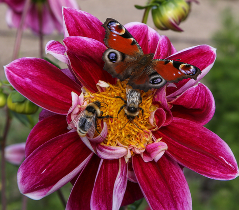 Inachis io, le Paon du jour