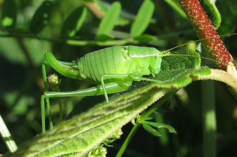 Isophya pyrenaea
