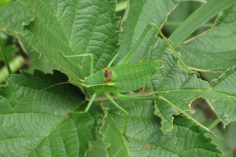 Isophya pyrenaea