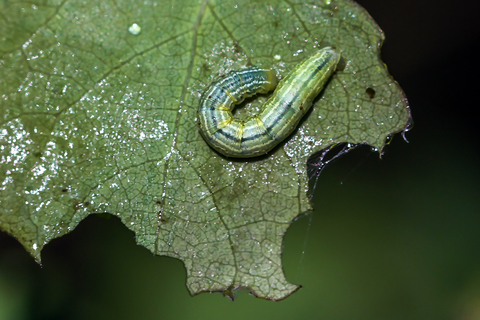 La Cheimatobie hiémale - Operophtera brumata