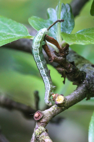 La Cheimatobie hiémale - Operophtera brumata