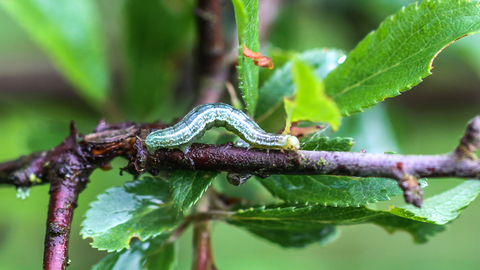 La Cheimatobie hiémale - Operophtera brumata