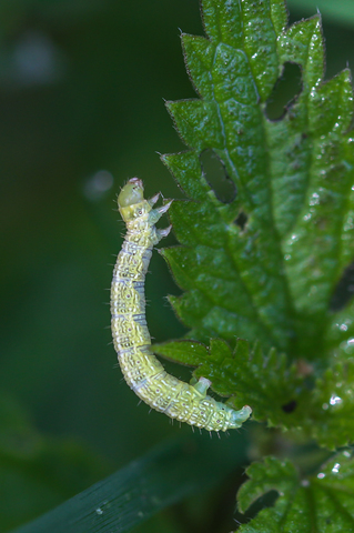 La Cheimatobie hiémale - Operophtera brumata