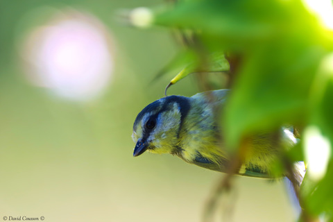 La curieuse au jardin sur un tournesol.