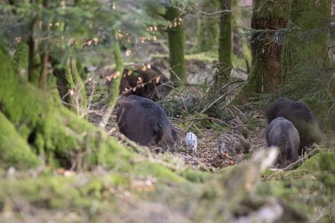 Sanglier - Sus scrofa