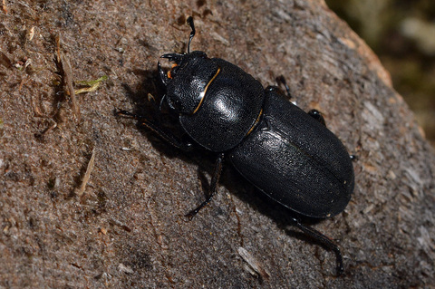 La petite biche - Dorcus parallelipipedus