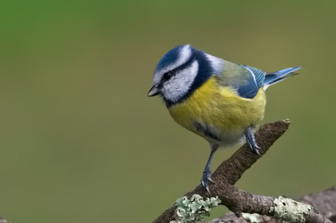 La petite bleue toujours aussi belle 