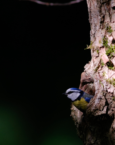 La petite bleue