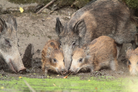 Laies et ses marcassins