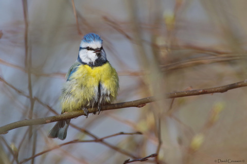 Mésange bleue - Cyanistes caeruleus