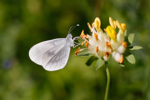 Leptidea sinapis