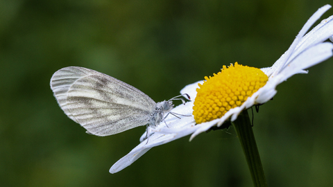 Leptidea sinapis