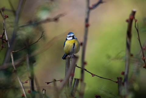 les couleurs du printemps