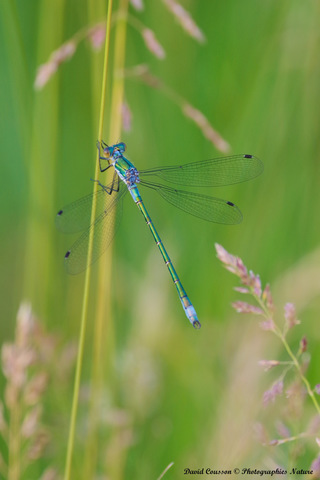 Leste fiancé - Lestes sponsa