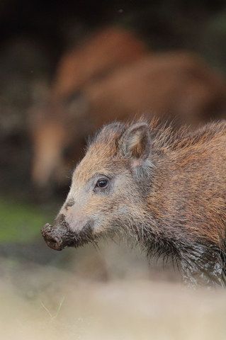 marcassin à la souille