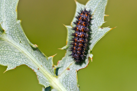Melitaea athalia