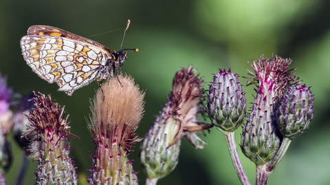 Melitaea athalia