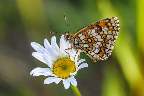 Mellicta athalia, La Mélitée du Mélampyre, le Damier Athalie