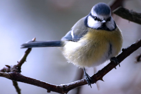 Mésange à tête bleu