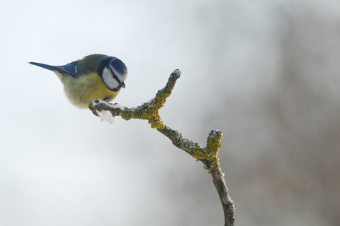 Mésange bleue - Cyanistes caeruleus