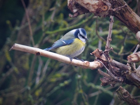 Mésange bleue - Cyanistes caeruleus