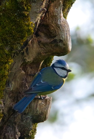 Mésange bleue dans la bouche de l arbre