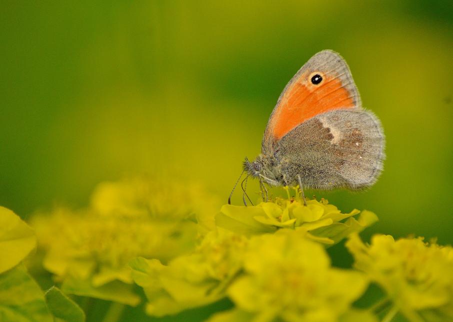 Fadet commun (Coenonympha pamphilus)