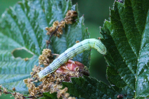 Operophtera brumata, chenille de Cheimatobie hiémale