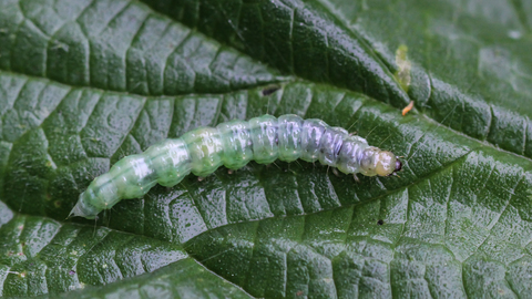 Operophtera brumata, chenille de la Chématobie hiémale