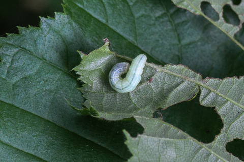 Operophtera brumata, la Cheimatobie hiémale