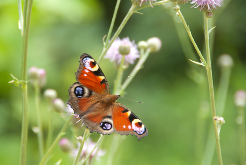 Paon-du-jour (Aglais io)