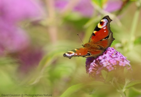 Paon-du-jour - Aglais io