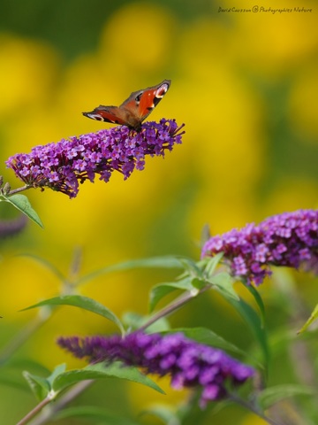Paon-du-jour - Aglais io