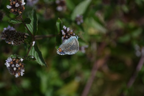 Papillon sur fleurs de menthe