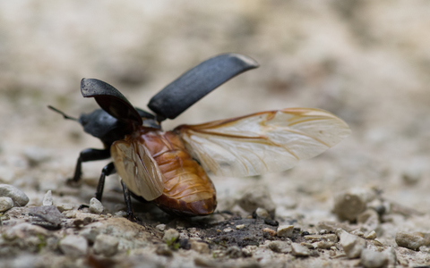 Petite Biche -Dorcus parallelipipedus
