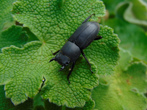 Dorcus parallelipipedus