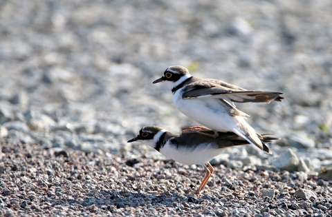 Petits gravelots le couple