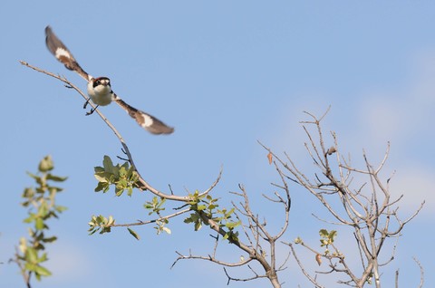 Pie-grièche à tête rousse - Lanius senator