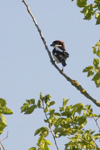 Pie grièche à tête rousse