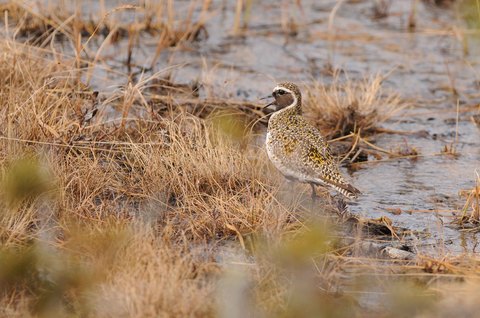 Pluvier doré - Pluvialis apricaria - plumage nuptial