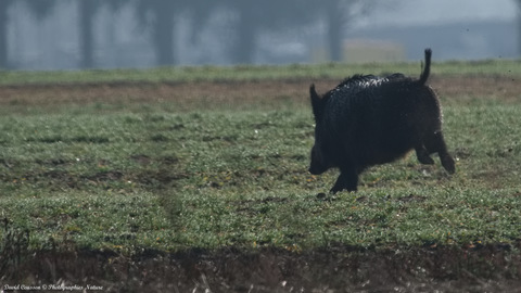 Sanglier - Sus scrofa