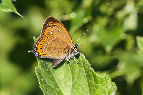 Satyrium pruni, la Thécla du Prunier