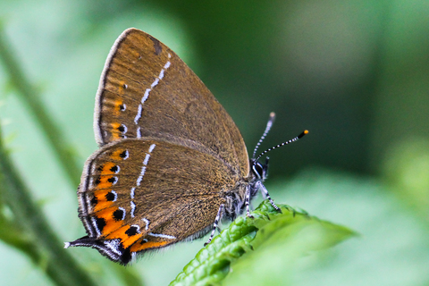 Satyrium pruni, la Thécla du prunier