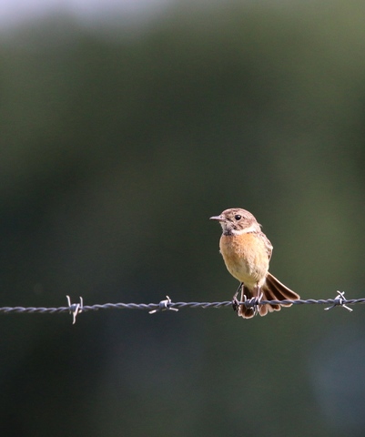 Tarier pâtre femelle