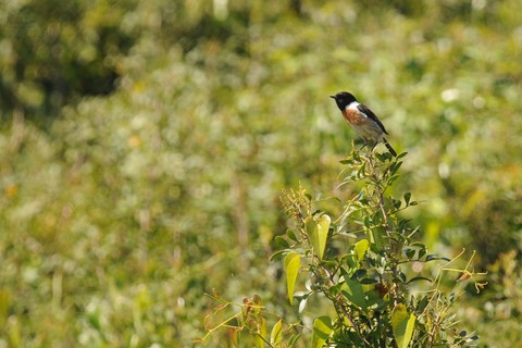 Tarier pâtre - Saxicola rubicola