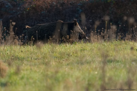 Sanglier - Sus scrofa
