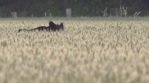 Un gros pépère solitaire se promène dans le blé