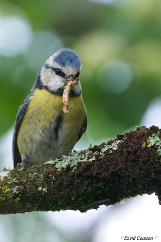 Mésange bleue - Cyanistes caeruleus